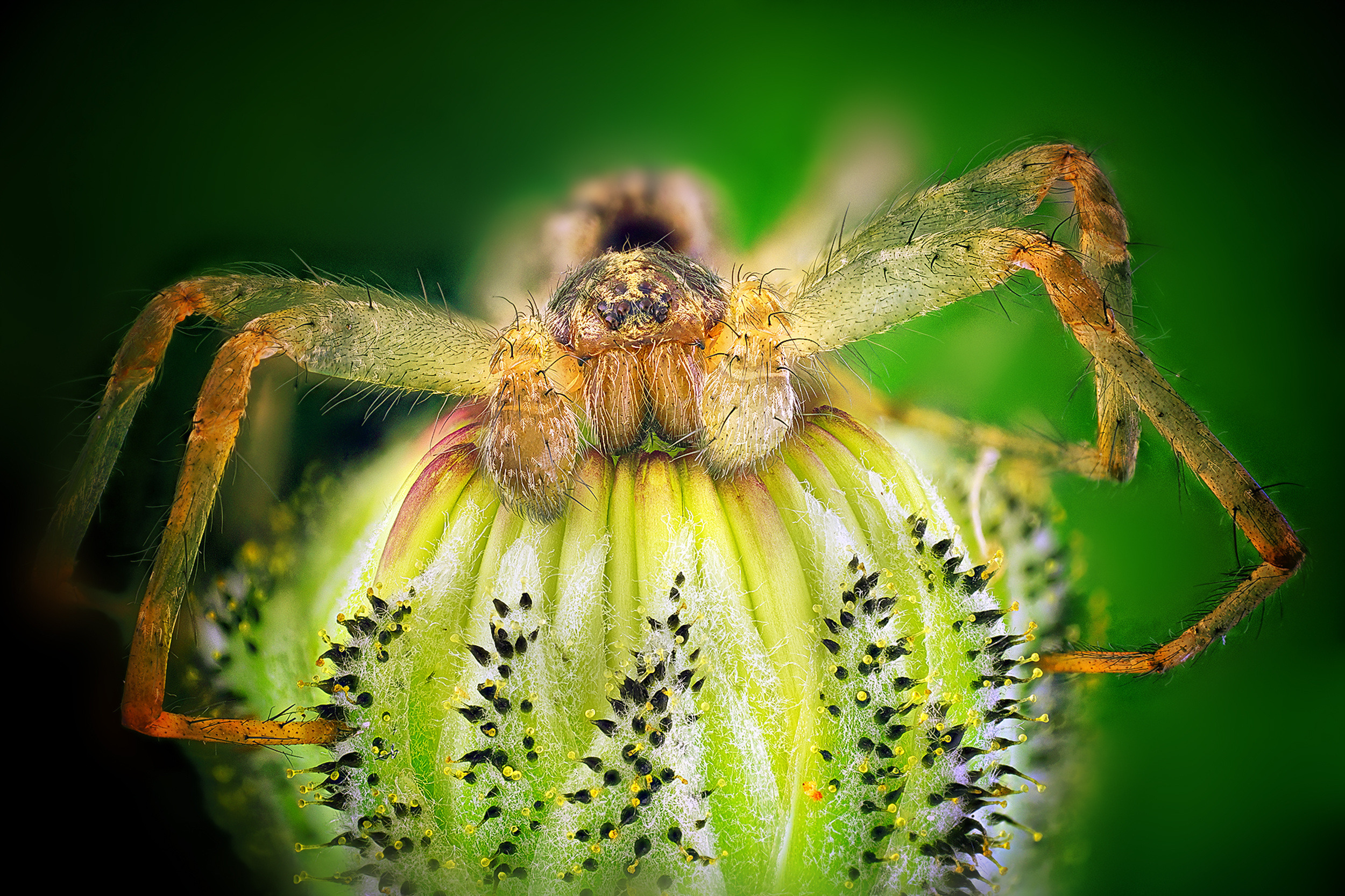Allagelena Gracilens
