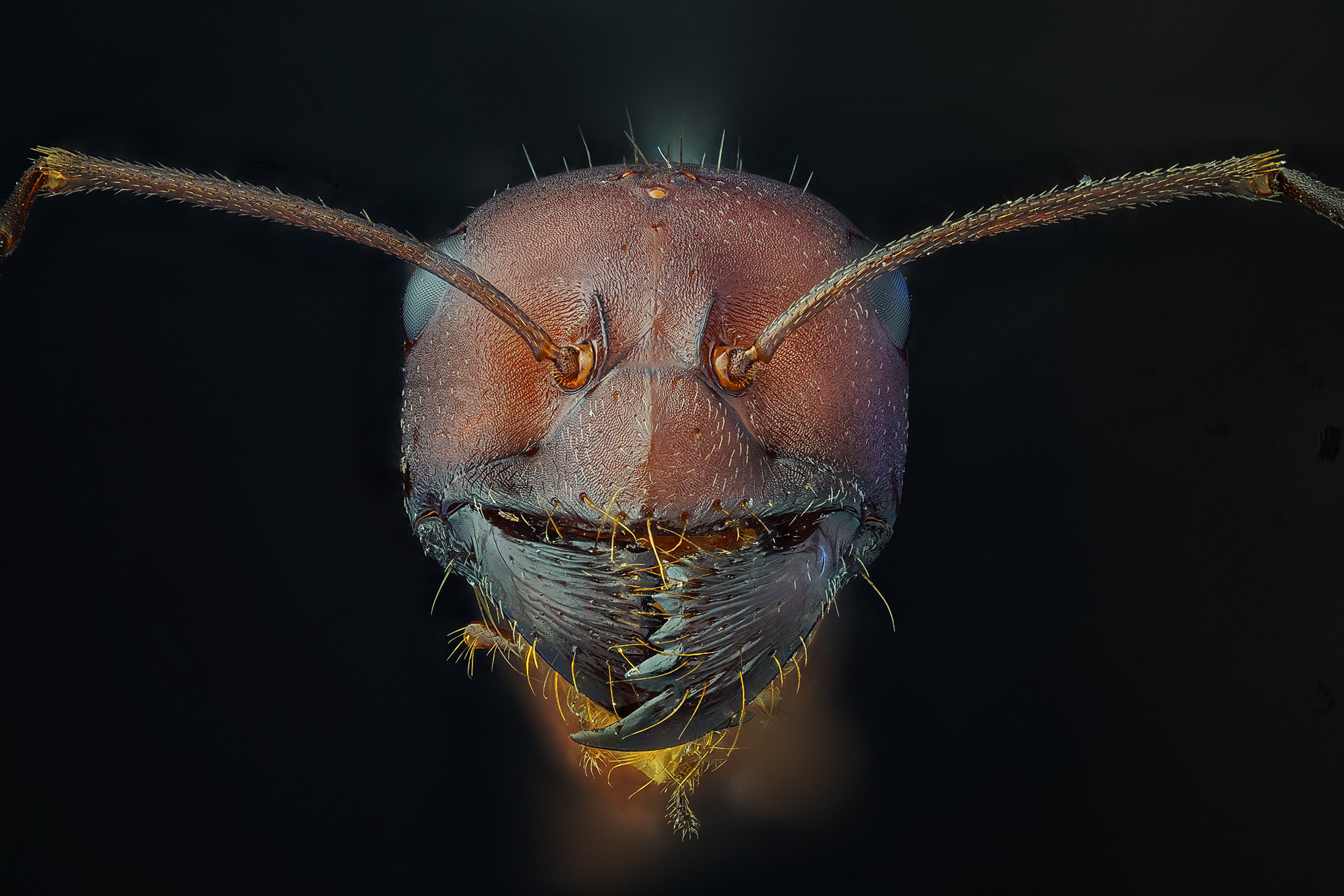 Мравка (семейство Formicidae)