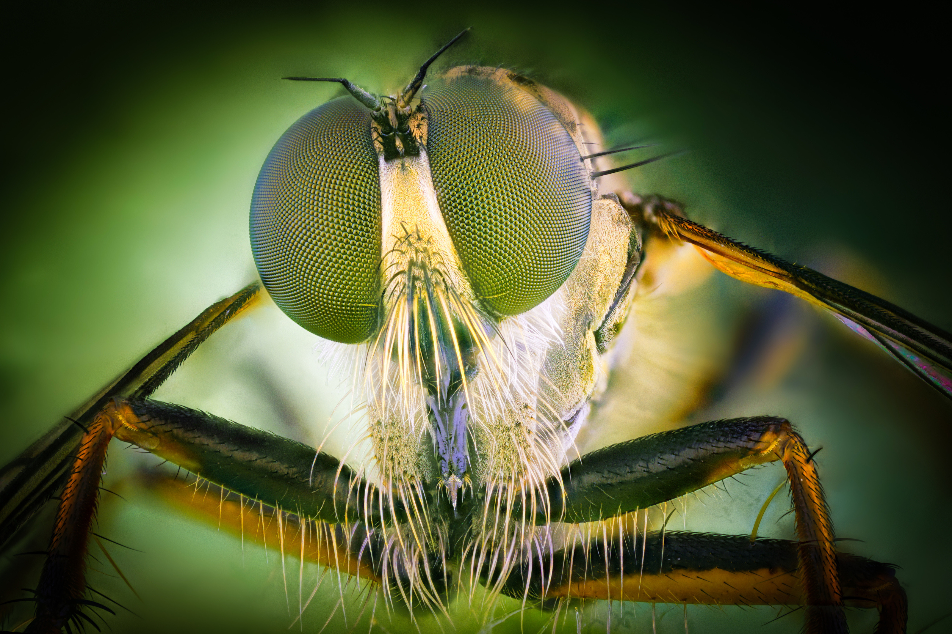 Разбойническа муха (семейство Asilidae)