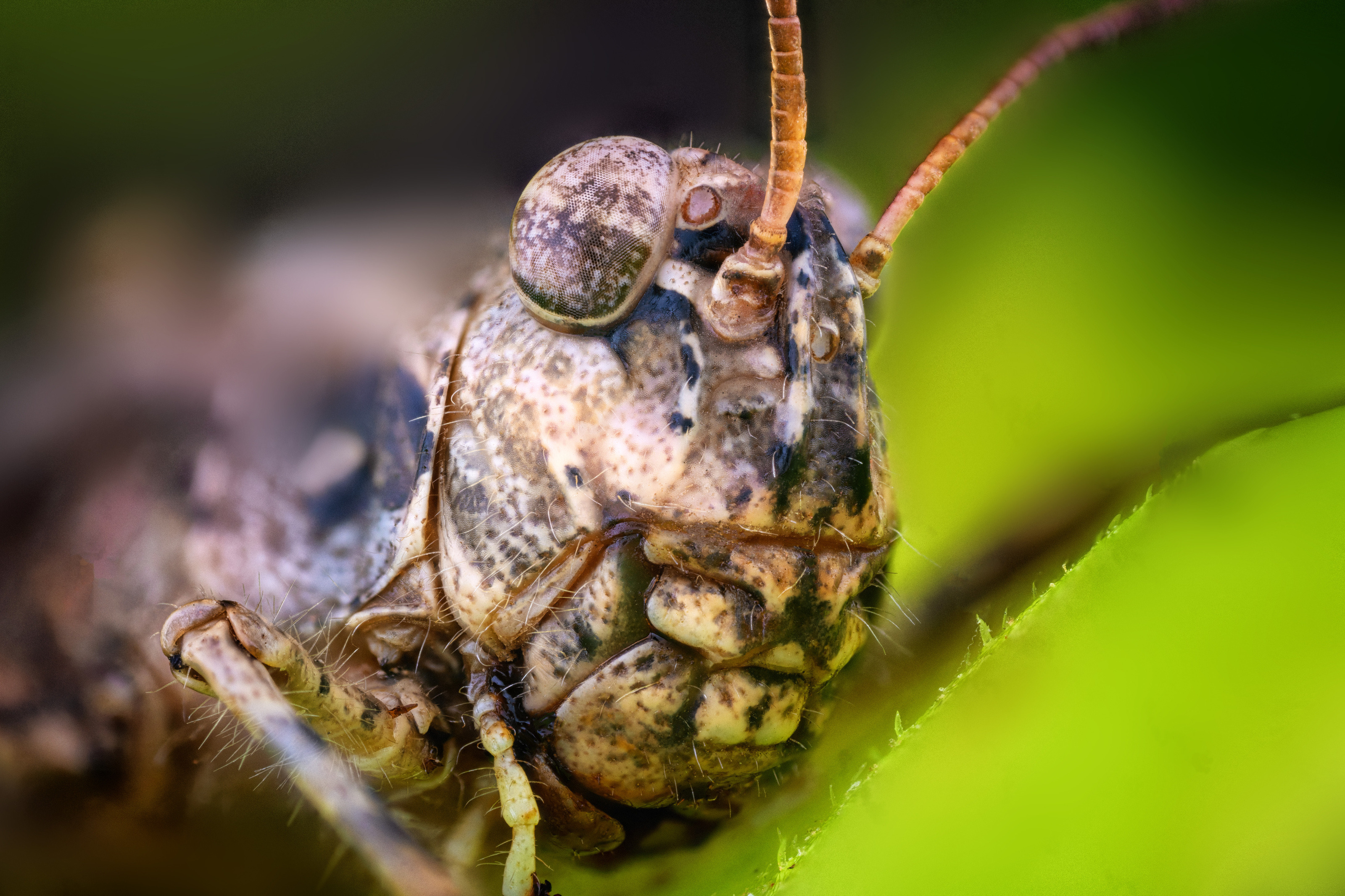 Скакалец (семейство Acrididae)