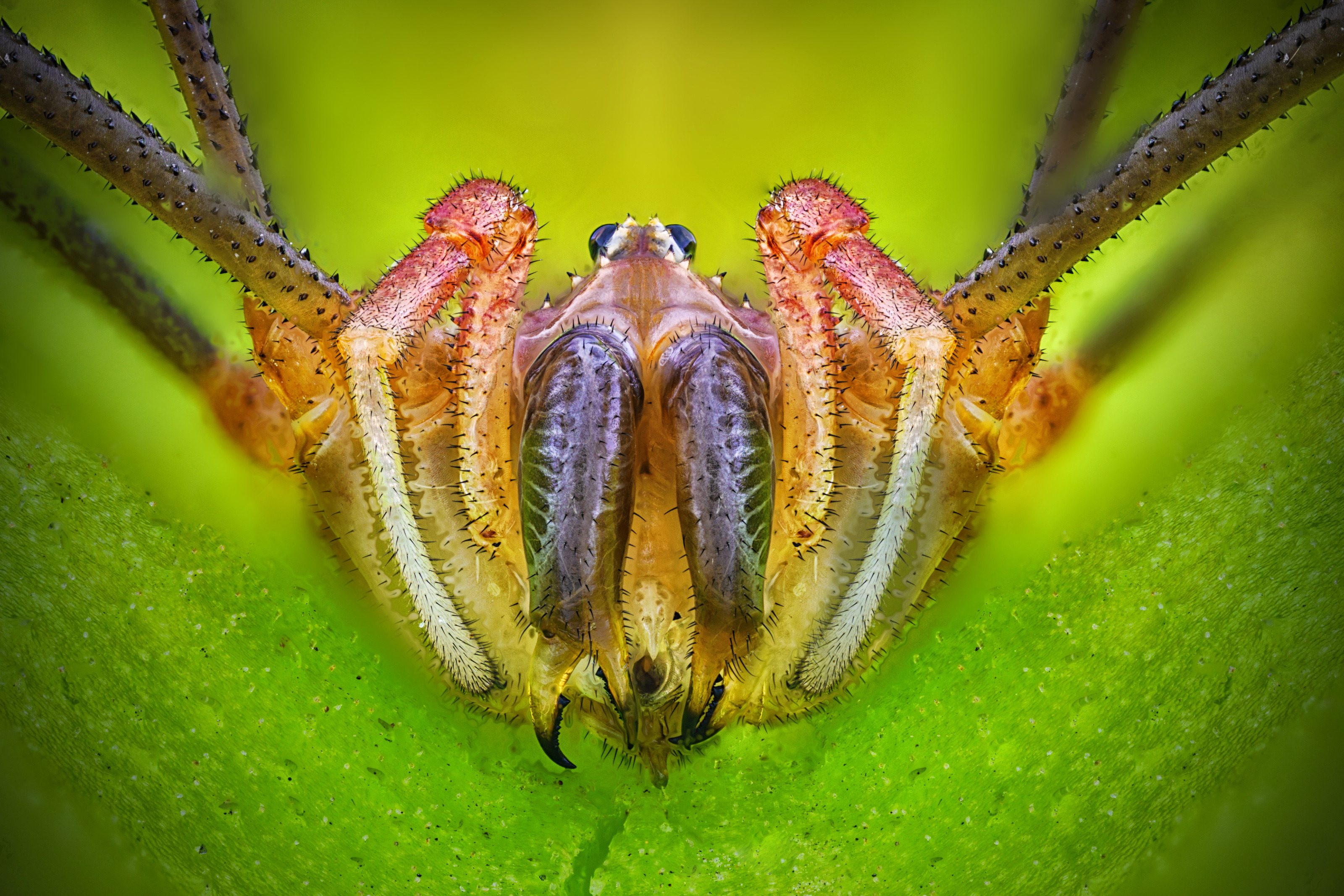 Сенокосец (разред Opiliones)