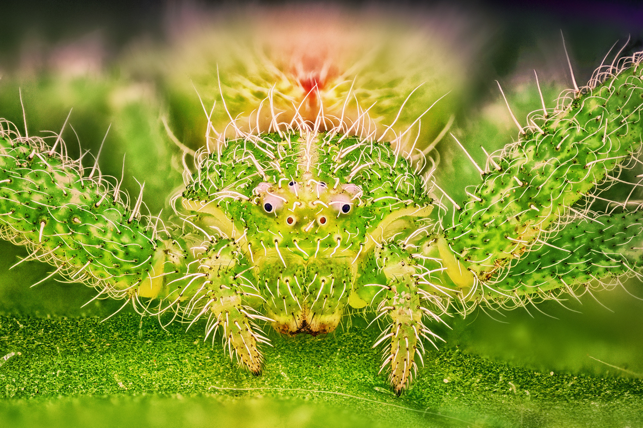 Micrommata virescens