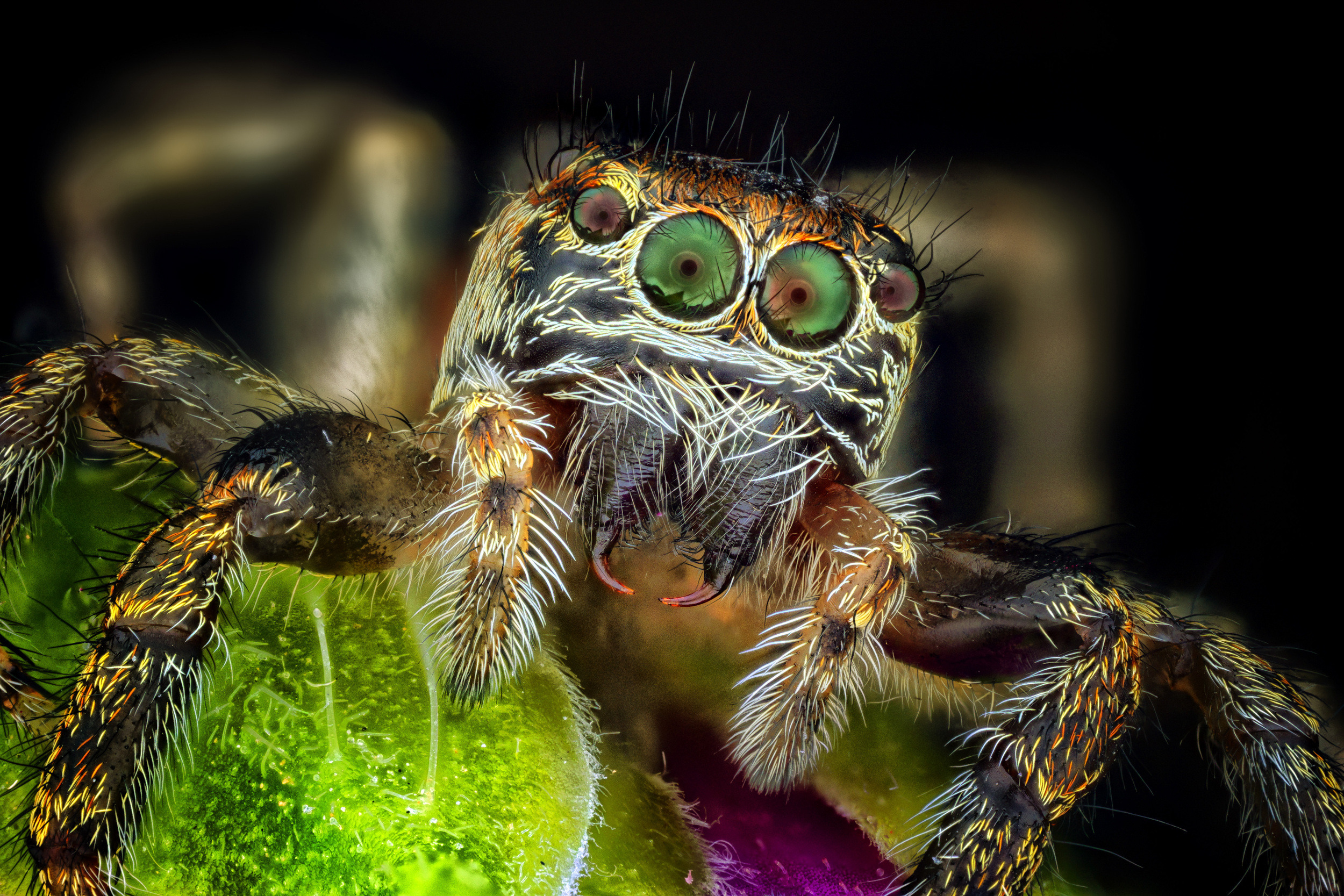 Thyene imperialis, Salticidae