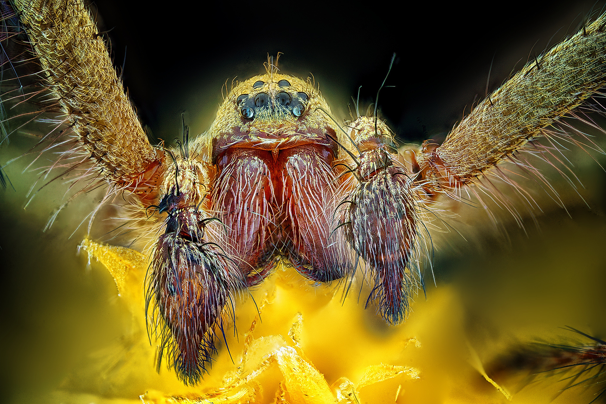 Вълчи паяк (семейство Lycosidae)