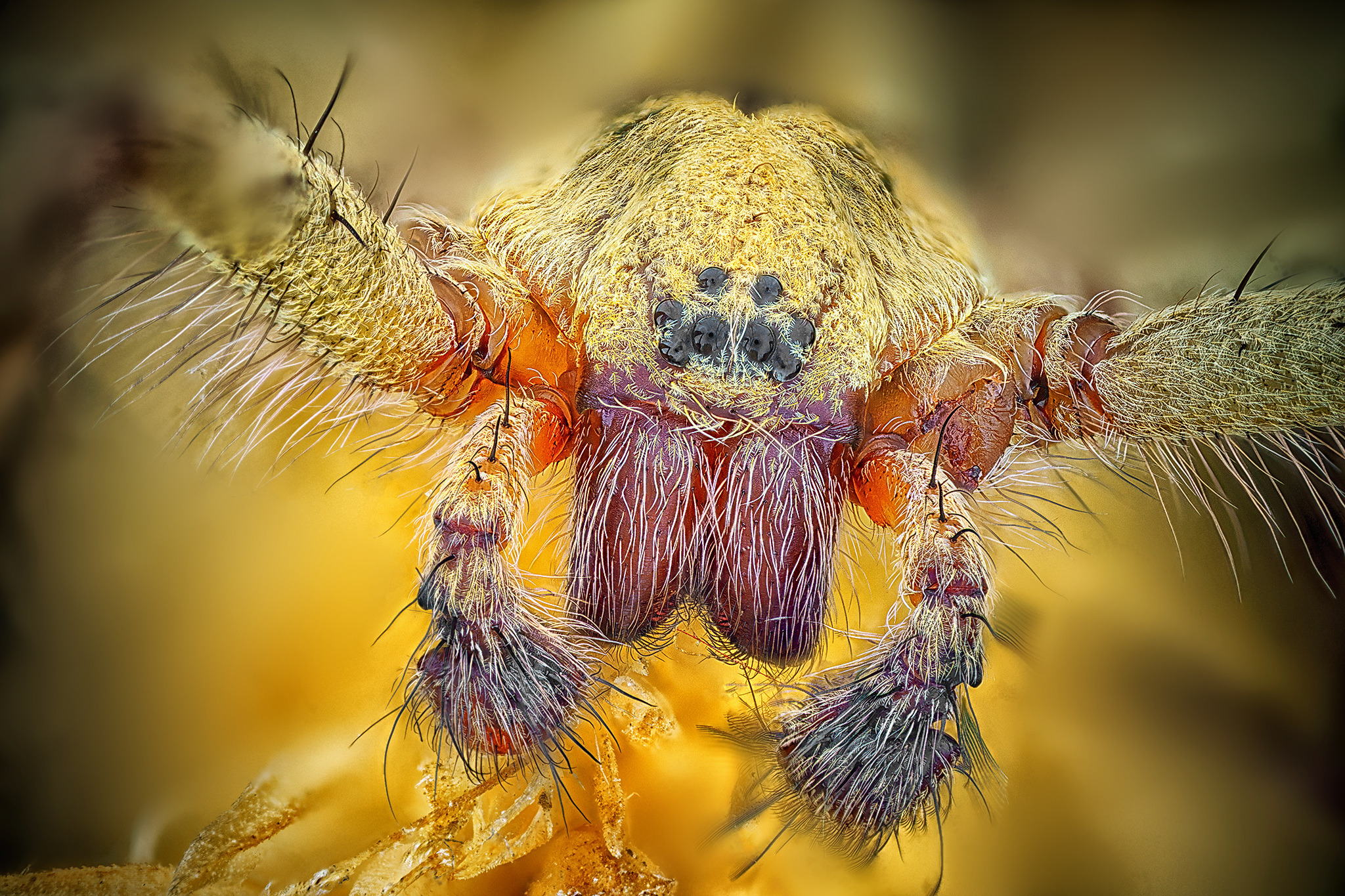 Вълчи паяк (семейство Lycosidae)