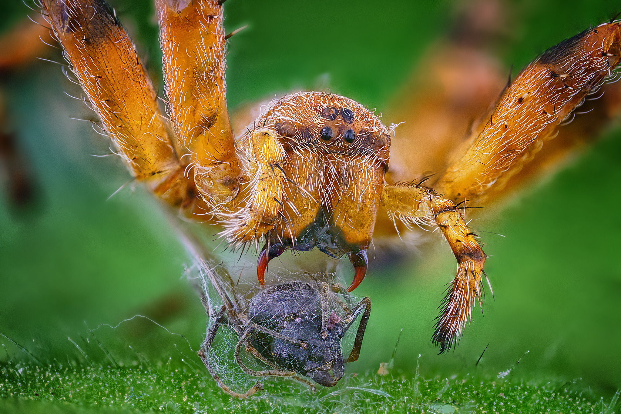 Вълчи паяк (семейство Lycosidae)