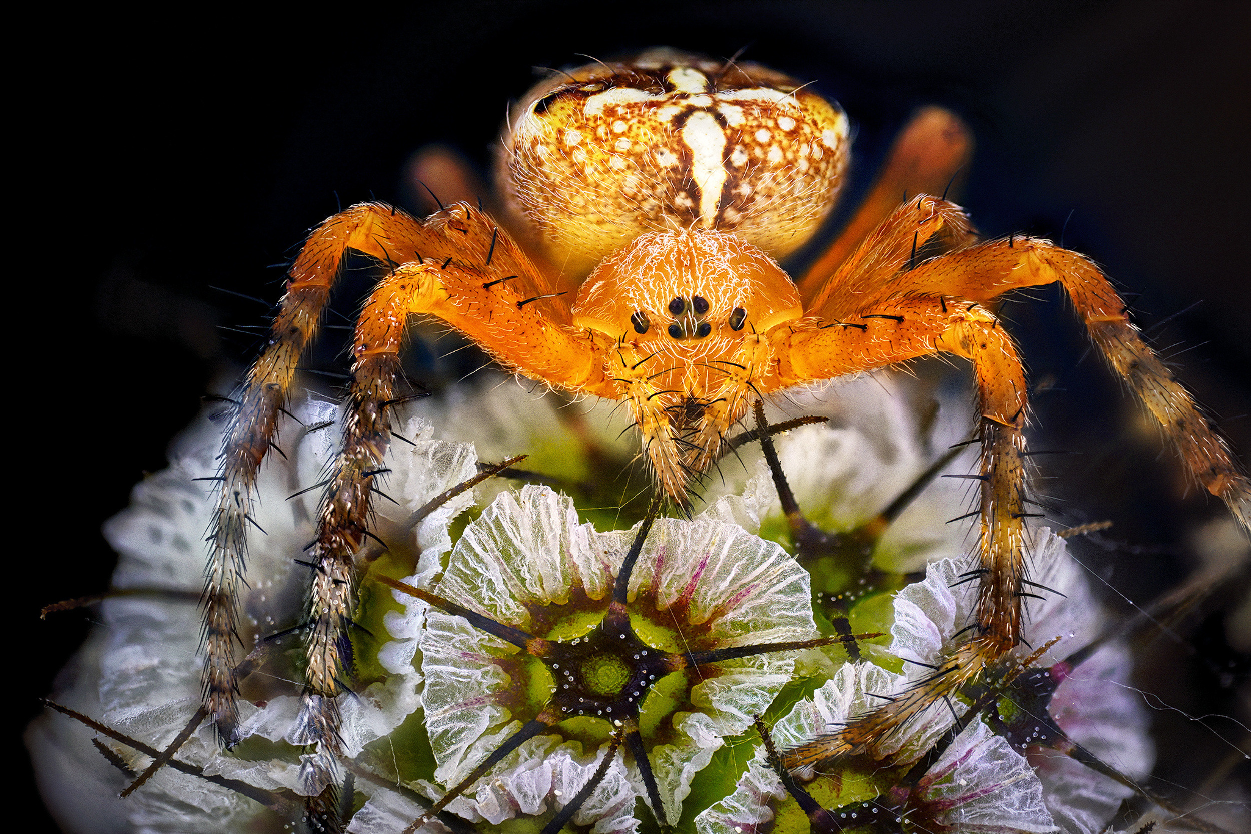Araneus Diadematus