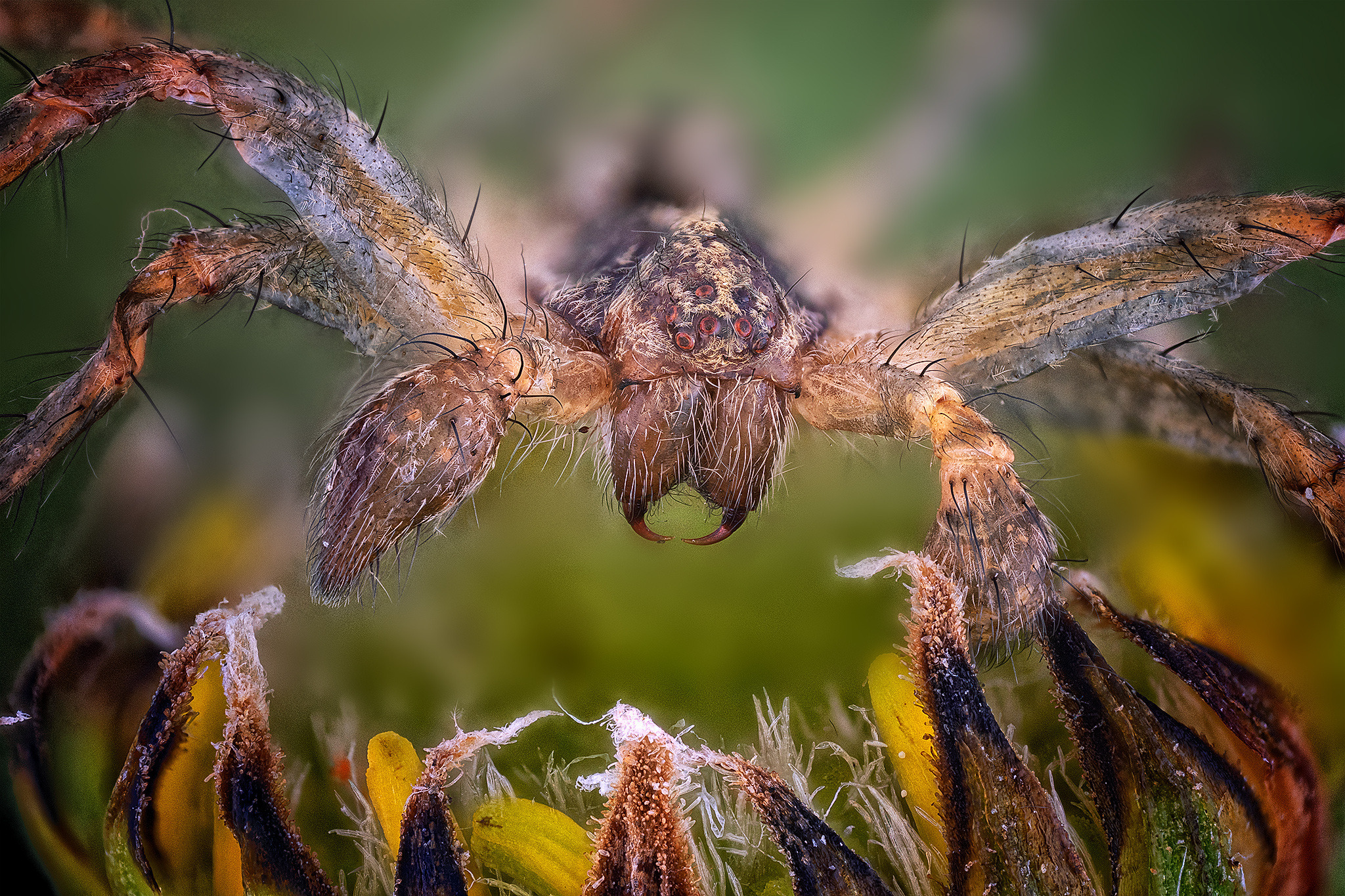 Вълчи паяк (семейство Lycosidae)