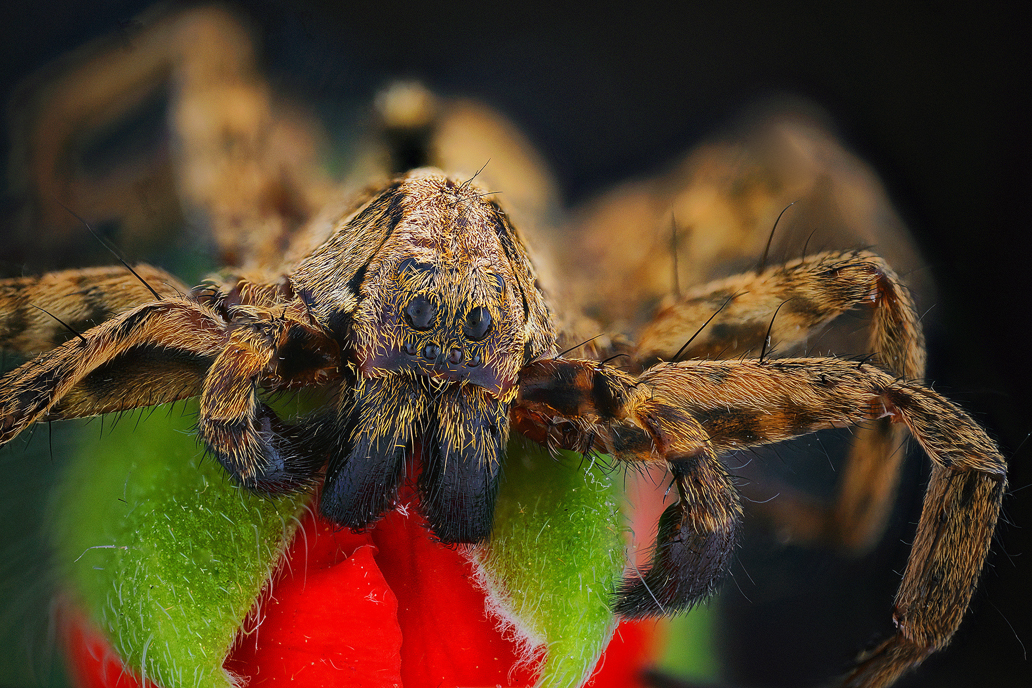 Вълчи паяк (семейство Lycosidae)