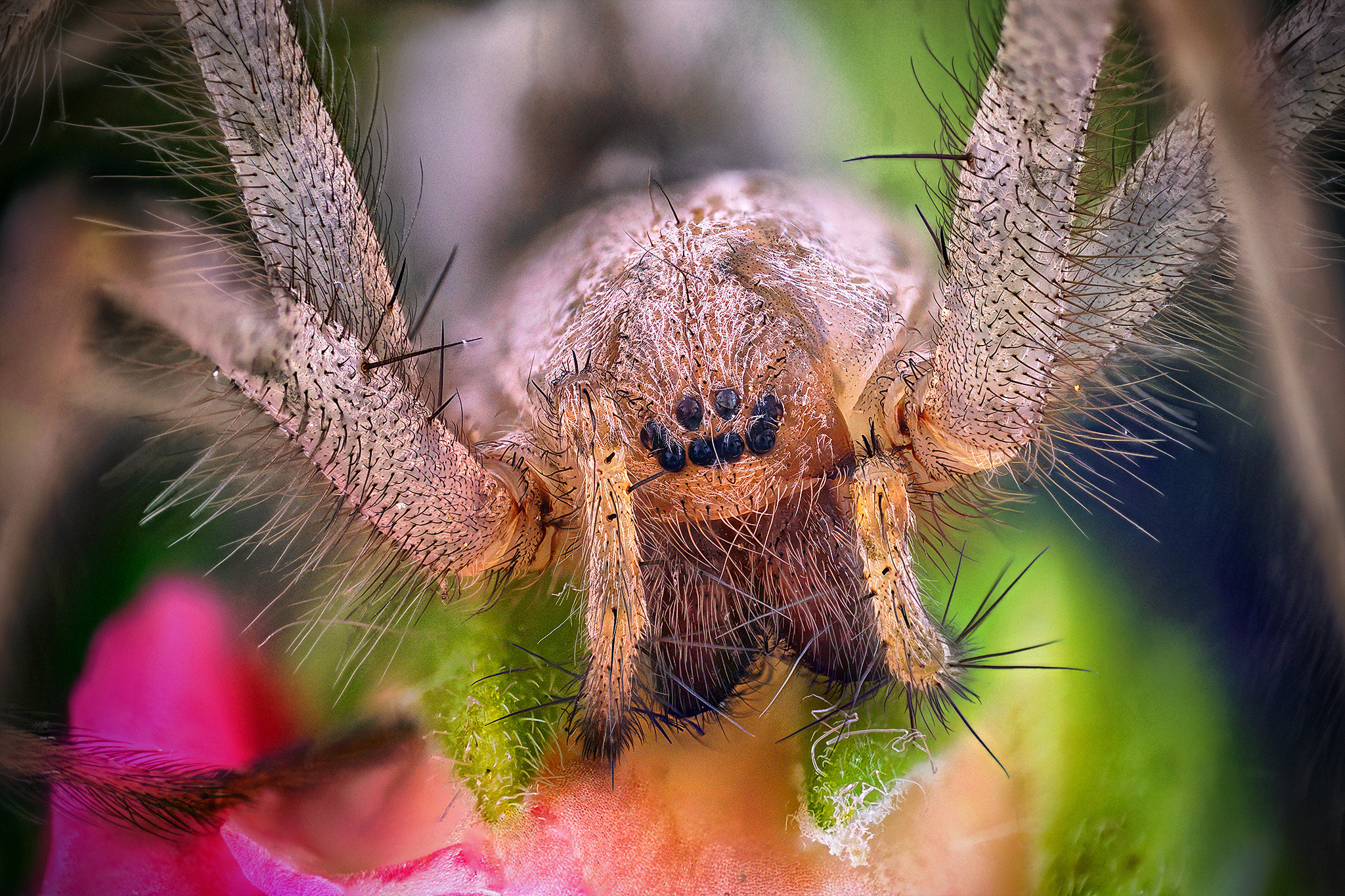 Вълчи паяк (семейство Lycosidae)