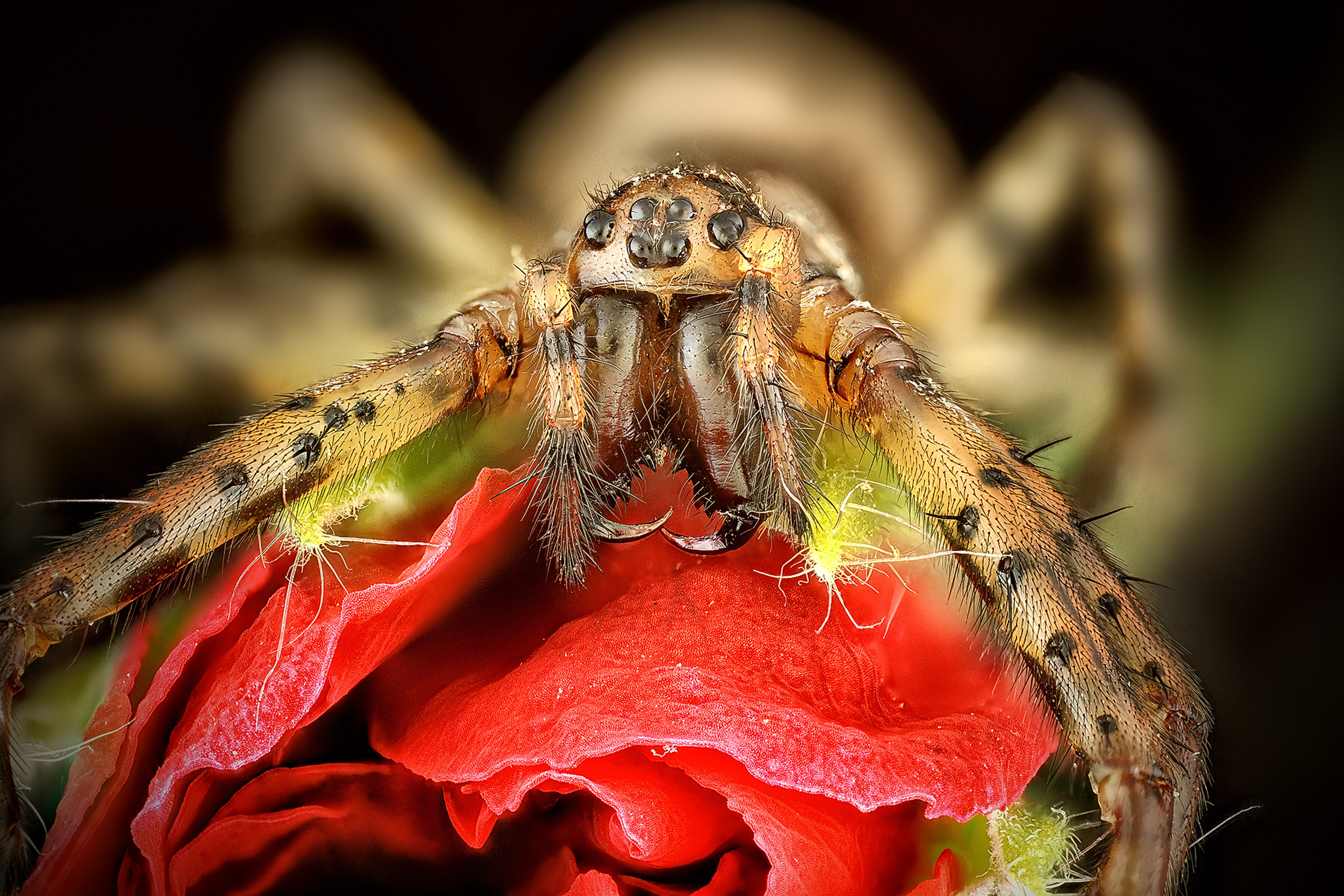 Hogna radiata