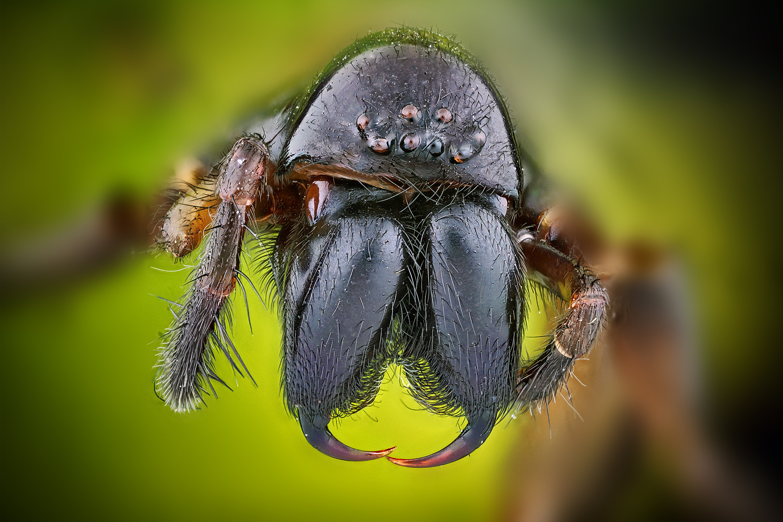 Atypus piceus