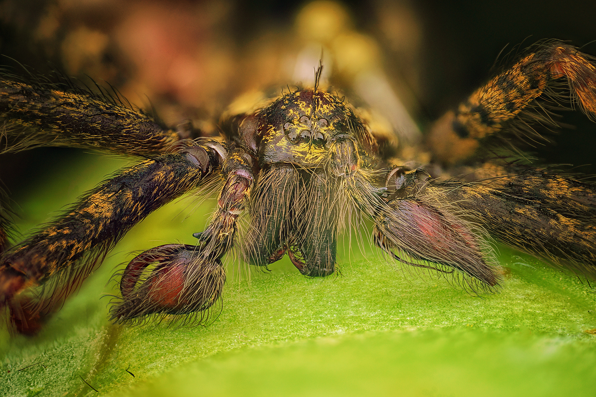 Tegenaria Ferruginea